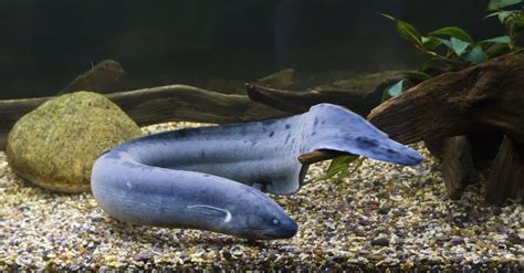 dipnoi fish|Lungfish .